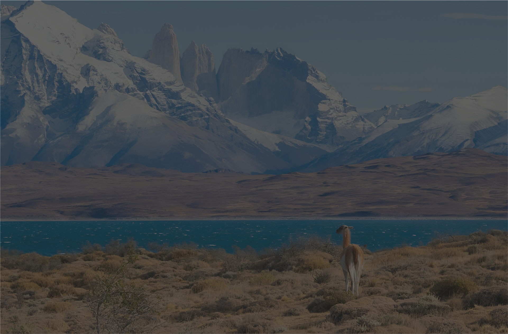 Southern Patagonia landscape with guanaco for puma and guanaco hunting with Digital Air