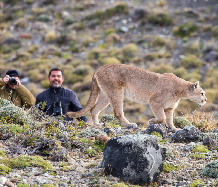 Puma hunting in Southern Patagonia