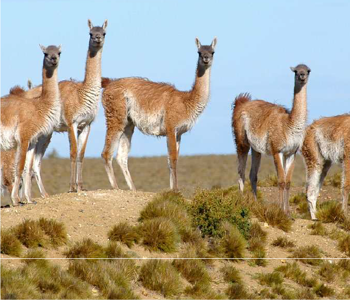 Guanaco hunting in Southern Patagonia